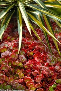 Coral Reef Sedum Tetractinum - 10 Pack Of 4" Pint Pots -Plant Shop sedum tetractinum coral reef 20