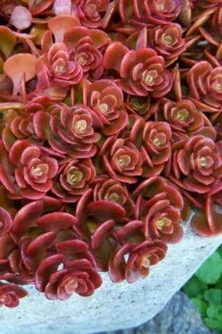 Coral Reef Sedum - 5-Pack Of Pint Pots
