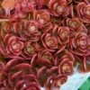 Coral Reef Sedum Tetractinum - 10 Pack Of 4" Pint Pots 1 Coral Reef Sedum Tetractinum - 10 Pack Of 4" Pint Pots -Plant Shop sedum tetractinum coral reef 21