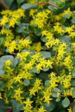 Coral Reef Sedum Tetractinum - 10 Pack Of 4" Pint Pots -Plant Shop sedum tetractinum coral reef 22