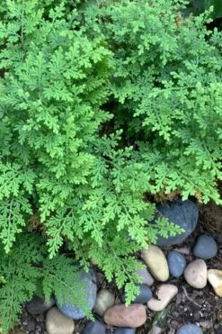 Arborvitae Fern (Selaginella Braunii) - 1 Gallon Pot -Plant Shop selaginella braunii arborvitae fern 2