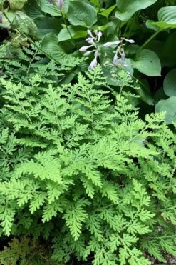 Arborvitae Fern (Selaginella Braunii) - 1 Gallon Pot -Plant Shop selaginella braunii arborvitae fern 3