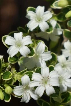 Variegated Snowbush (Serissa Japonica) - 1 Gallon Pot -Plant Shop serissa foetida variegata snowbush 5