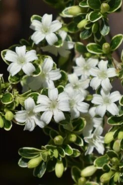 Variegated Snowbush (Serissa Japonica) - 3 Gallon Pot 16 Variegated Snowbush (Serissa Japonica) - 3 Gallon Pot -Plant Shop serissa foetida variegata snowbush 6 1
