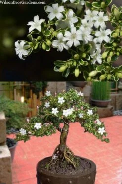 Variegated Snowbush (Serissa Japonica) - 1 Gallon Pot -Plant Shop serissa foetida variegata snowbush 7