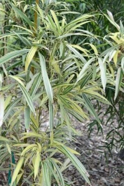 Variegated Chinese Temple Bamboo - Sinobambusa Tootsik 'Albostriata' - 3 Gallon Pot -Plant Shop sinobambusa toosik albostriata variegated temple bamboo 1