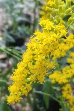 Solar Cascade Goldenrod (Solidago Shortii) - 1 Gallon Pot 13 Solar Cascade Goldenrod (Solidago Shortii) - 1 Gallon Pot -Plant Shop solidago shortii solar cascade goldenrod 3
