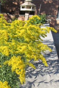 Solar Cascade Goldenrod (Solidago Shortii) - 1 Gallon Pot 11 Solar Cascade Goldenrod (Solidago Shortii) - 1 Gallon Pot -Plant Shop solidago shortii solar cascade goldenrod 6