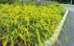 Solar Cascade Goldenrod (Solidago Shortii) - 1 Gallon Pot 12 Solar Cascade Goldenrod (Solidago Shortii) - 1 Gallon Pot -Plant Shop solidago shortii solar cascade goldenrod 7