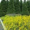 Solar Cascade Goldenrod (Solidago Shortii) - 1 Gallon Pot -Plant Shop solidago shortii solar cascade goldenrod 8