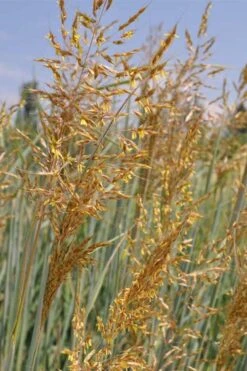 Indian Steel Blue Prairie Grass (Sorghastrum Nutans) - 1 Gallon Pot -Plant Shop sorghastrum nutans indian steel blue prairie grass 2