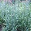 Indian Steel Blue Prairie Grass (Sorghastrum Nutans) - 1 Gallon Pot 1 Indian Steel Blue Prairie Grass (Sorghastrum Nutans) - 1 Gallon Pot -Plant Shop sorghastrum nutans indian steel blue prairie grass 3