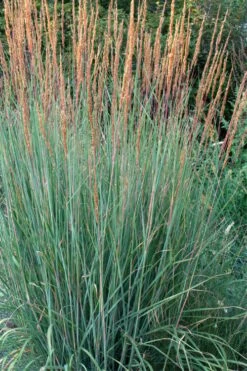 Indian Steel Blue Prairie Grass (Sorghastrum Nutans) - 1 Gallon Pot -Plant Shop sorghastrum nutans indian steel blue prairie grass 4