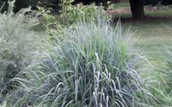 Indian Steel Blue Prairie Grass (Sorghastrum Nutans) - 1 Gallon Pot -Plant Shop sorghastrum nutans indian steel blue prairie grass 5