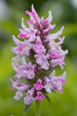 Summer Crush Betony (Stachys) - 1 Gallon Pot -Plant Shop stachys summer crush betony 3