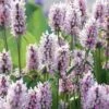 Summer Crush Betony (Stachys) - 1 Gallon Pot -Plant Shop stachys summer crush betony 4