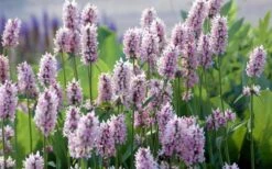 Summer Crush Betony (Stachys) - 1 Gallon Pot -Plant Shop stachys summer crush betony 5