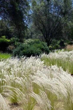 Peruvian Feather Grass (Stipa Ichu) - 1 Gallon Pot -Plant Shop stipa ichu peruvian feather grass 12