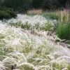 Peruvian Feather Grass (Stipa Ichu) - 1 Gallon Pot -Plant Shop stipa ichu peruvian feather grass 5