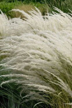 Peruvian Feather Grass (Stipa Ichu) - 1 Gallon Pot -Plant Shop stipa ichu peruvian feather grass 7