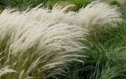 Peruvian Feather Grass (Stipa Ichu) - 1 Gallon Pot -Plant Shop stipa ichu peruvian feather grass 8