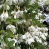 Fragrant Fountain Weeping Japanese Snowbell Tree - 1 Gallon Pot -Plant Shop styrax japonica fragrant fountain weeping japanese snowbell tree 3 1
