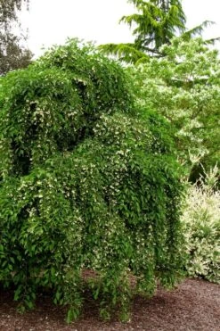 Fragrant Fountain Weeping Japanese Snowbell Tree - 5 Gallon Pot -Plant Shop styrax japonica fragrant fountain weeping japanese snowbell tree 5