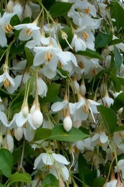 Fragrant Fountain Weeping Japanese Snowbell Tree - 5 Gallon Pot -Plant Shop styrax japonica fragrant fountain weeping japanese snowbell tree 6