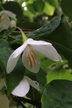 Fragrant Fountain Weeping Japanese Snowbell Tree - 5 Gallon Pot -Plant Shop styrax japonica fragrant fountain weeping japanese snowbell tree 7