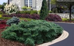 Spreading English Yew (Taxus Baccata 'Repandens) - 1 Gallon Pot -Plant Shop taxus baccata repandens speading english yew 2