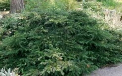 Spreading English Yew (Taxus Baccata 'Repandens) - 1 Gallon Pot -Plant Shop taxus baccata repandens speading english yew 6