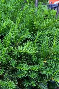 Capitata Upright Yew (Taxus Cuspidata) - 6 Gallon Pot -Plant Shop taxus cuspidata capitata upright japanese yew 3