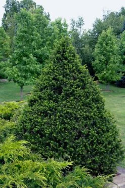 Capitata Upright Yew (Taxus Cuspidata) - 6 Gallon Pot -Plant Shop taxus cuspidata capitata upright japanese yew 4