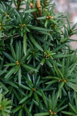 Beanpole Columnar Yew (Taxus Media) - 1 Gallon Pot -Plant Shop taxus media beanpole yew 3