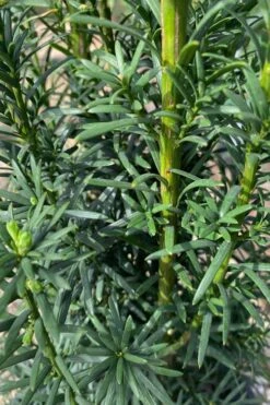 Maureen Columnar Yew (Taxus Hybrid) - 5 Gallon Pot -Plant Shop taxus x media maureen columnar yew 1