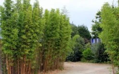 Temple Bamboo (Semiarundinaria Fastuosa) - 3 Gallon Pot (4-6'+) 12 Temple Bamboo (Semiarundinaria Fastuosa) - 3 Gallon Pot (4-6'+) -Plant Shop temple bamboo