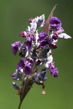 Powdery Alligator Flag (Thalia Dealbata) - 3 Gallon Pot -Plant Shop thalia dealbata powdery alligator flag 1