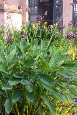 Powdery Alligator Flag (Thalia Dealbata) - 3 Gallon Pot