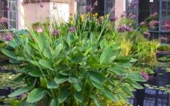Powdery Alligator Flag (Thalia Dealbata) - 3 Gallon Pot -Plant Shop thalia dealbata powdery alligator flag 13