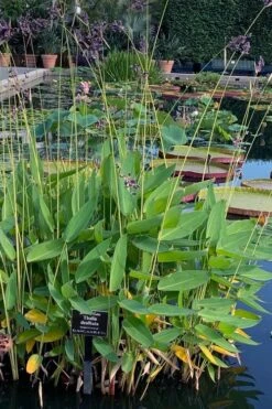 Powdery Alligator Flag (Thalia Dealbata) - 3 Gallon Pot -Plant Shop thalia dealbata powdery alligator flag 2