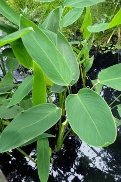 Powdery Alligator Flag (Thalia Dealbata) - 3 Gallon Pot -Plant Shop thalia dealbata powdery alligator flag 3
