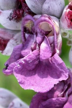 Powdery Alligator Flag (Thalia Dealbata) - 3 Gallon Pot -Plant Shop thalia dealbata powdery alligator flag 7