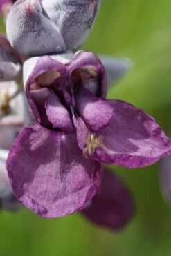 Powdery Alligator Flag (Thalia Dealbata) - 3 Gallon Pot -Plant Shop thalia dealbata powdery alligator flag 9