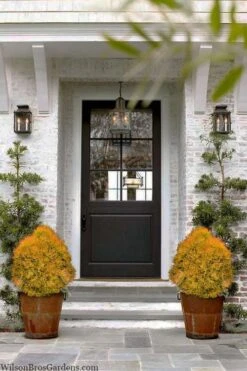 Fire Chief Arborvitae - 2 Gallon Pot -Plant Shop thuja fire chief arborvitae 104