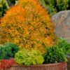 Fire Chief Arborvitae - 2 Gallon Pot -Plant Shop thuja fire chief arborvitae 106