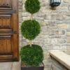 Emerald Green Arborvitae Poodle Tier Topiary (3 Ball) - 5 Gallon Pot -Plant Shop thuja occidentalis emerald green arborvitae 3 ball poodle tier topiary 1