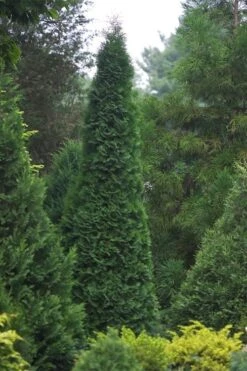 North Pole Arborvitae (Thuja) - 2 Gallon Pot -Plant Shop thuja occidentalis north pole arborvitae 1