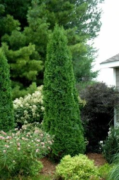 North Pole Arborvitae (Thuja) - 2 Gallon Pot -Plant Shop thuja occidentalis north pole arborvitae 2