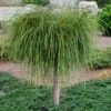 Whipcord Arborvitae (Single Trunk Topiary Tree) - 2 Gallon Pot 2 Whipcord Arborvitae (Single Trunk Topiary Tree) - 2 Gallon Pot -Plant Shop thuja plicata whipcord arbirvitae topiary tree 1