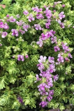 Highland Cream Creeping Thyme - 5 Pack Of Quart Pots -Plant Shop thyme highland cream 500x750 1